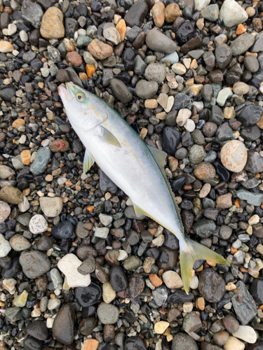 ワカシの釣果