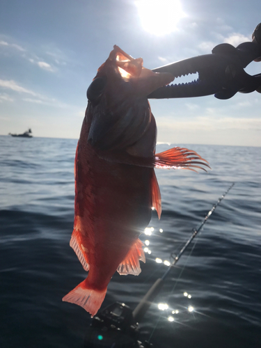 ユメカサゴの釣果