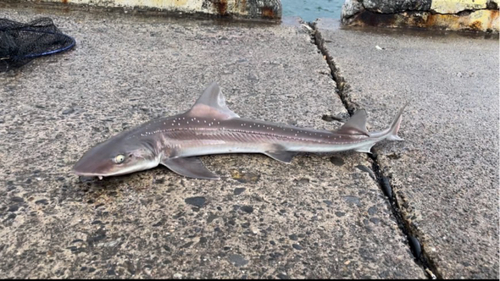 ホシザメの釣果