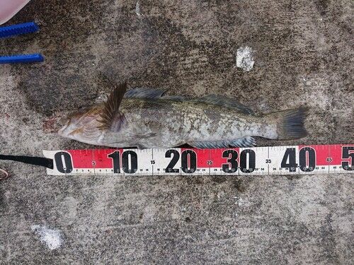 アイナメの釣果