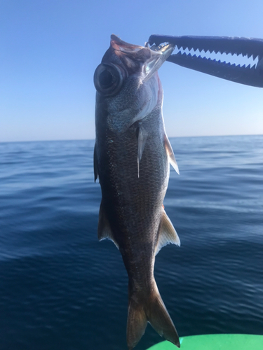 クロムツの釣果