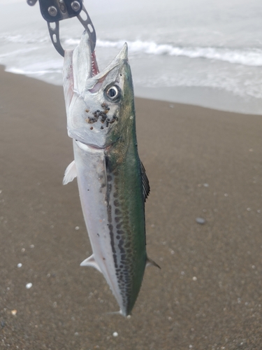 サゴシの釣果