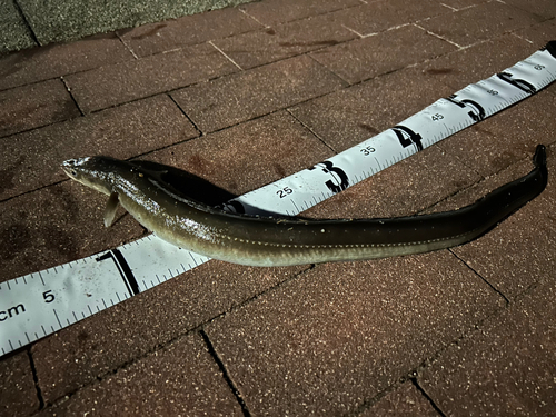 クロアナゴの釣果