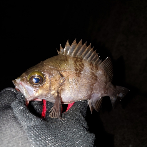 メバルの釣果