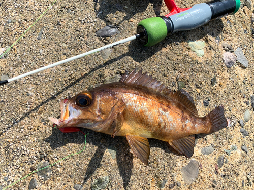 アカメバルの釣果