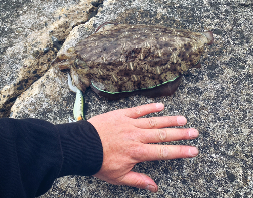 コウイカの釣果