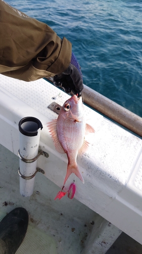 タイの釣果