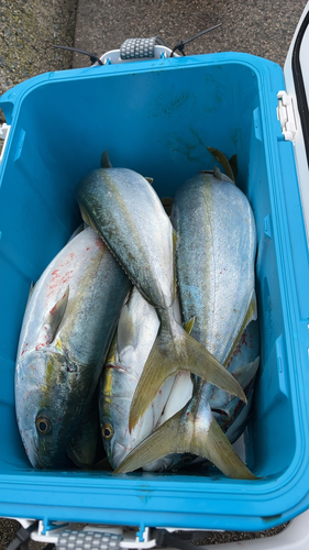 ツバスの釣果