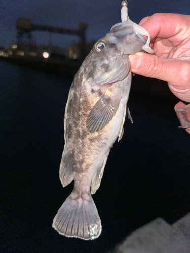 クロソイの釣果