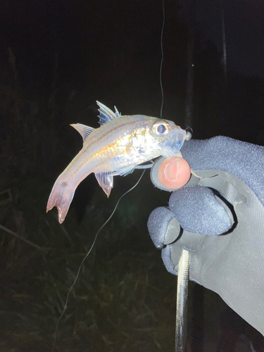 キンギョの釣果