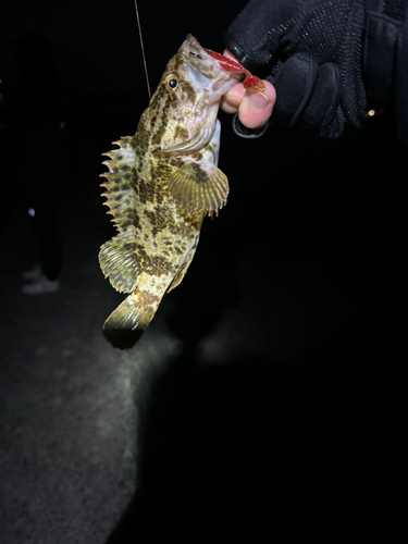 タケノコメバルの釣果