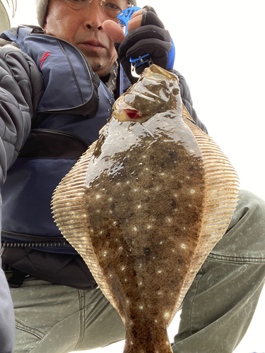 ヒラメの釣果