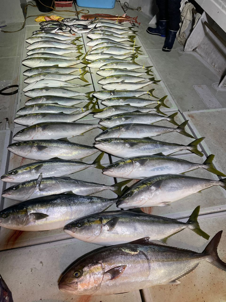 マナートさんの釣果 2枚目の画像