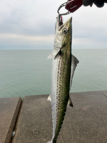 サゴシの釣果