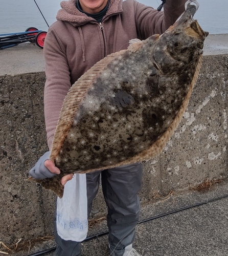 ヒラメの釣果