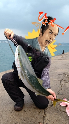 ブリの釣果