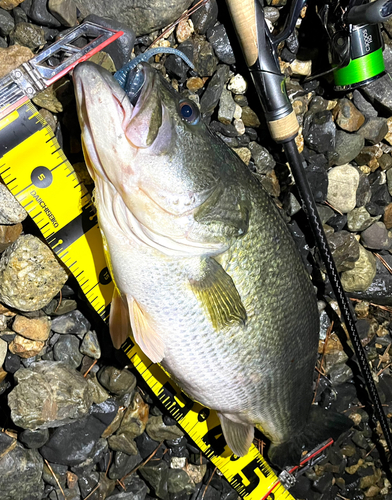 ブラックバスの釣果