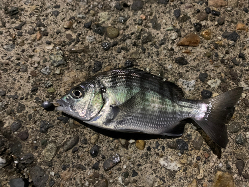 チヌの釣果