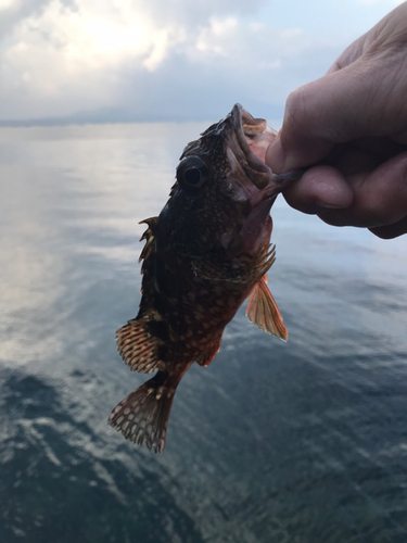 アラカブの釣果