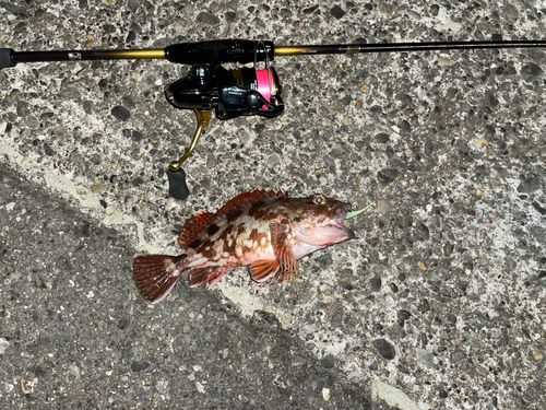 カサゴの釣果