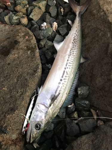 サゴシの釣果