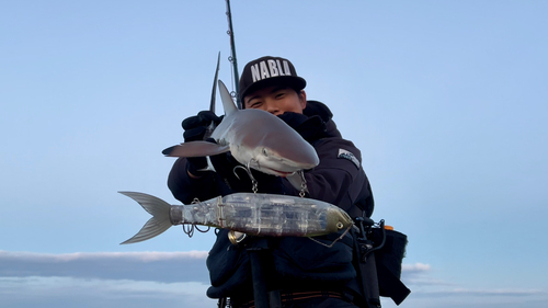 サメの釣果