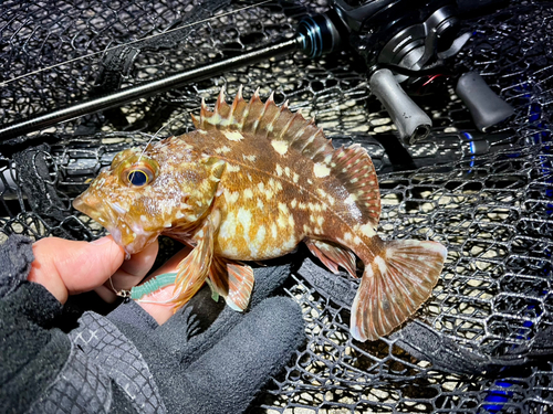 ガシラの釣果