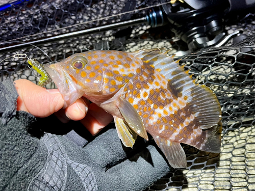 アコウの釣果