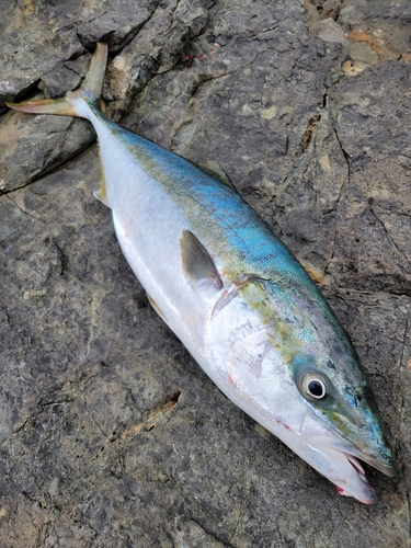 ヤズの釣果