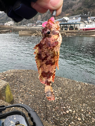 タケノコメバルの釣果