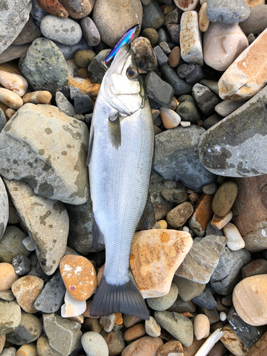 ヒラスズキの釣果