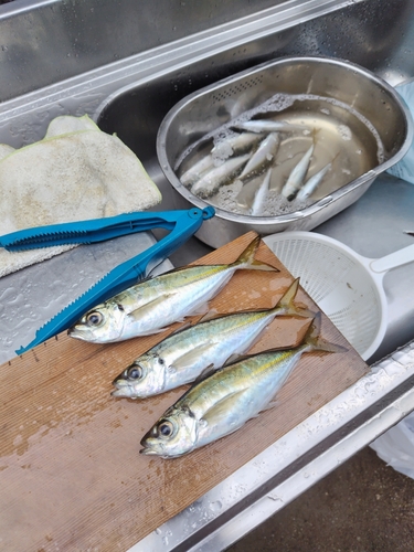 アジの釣果