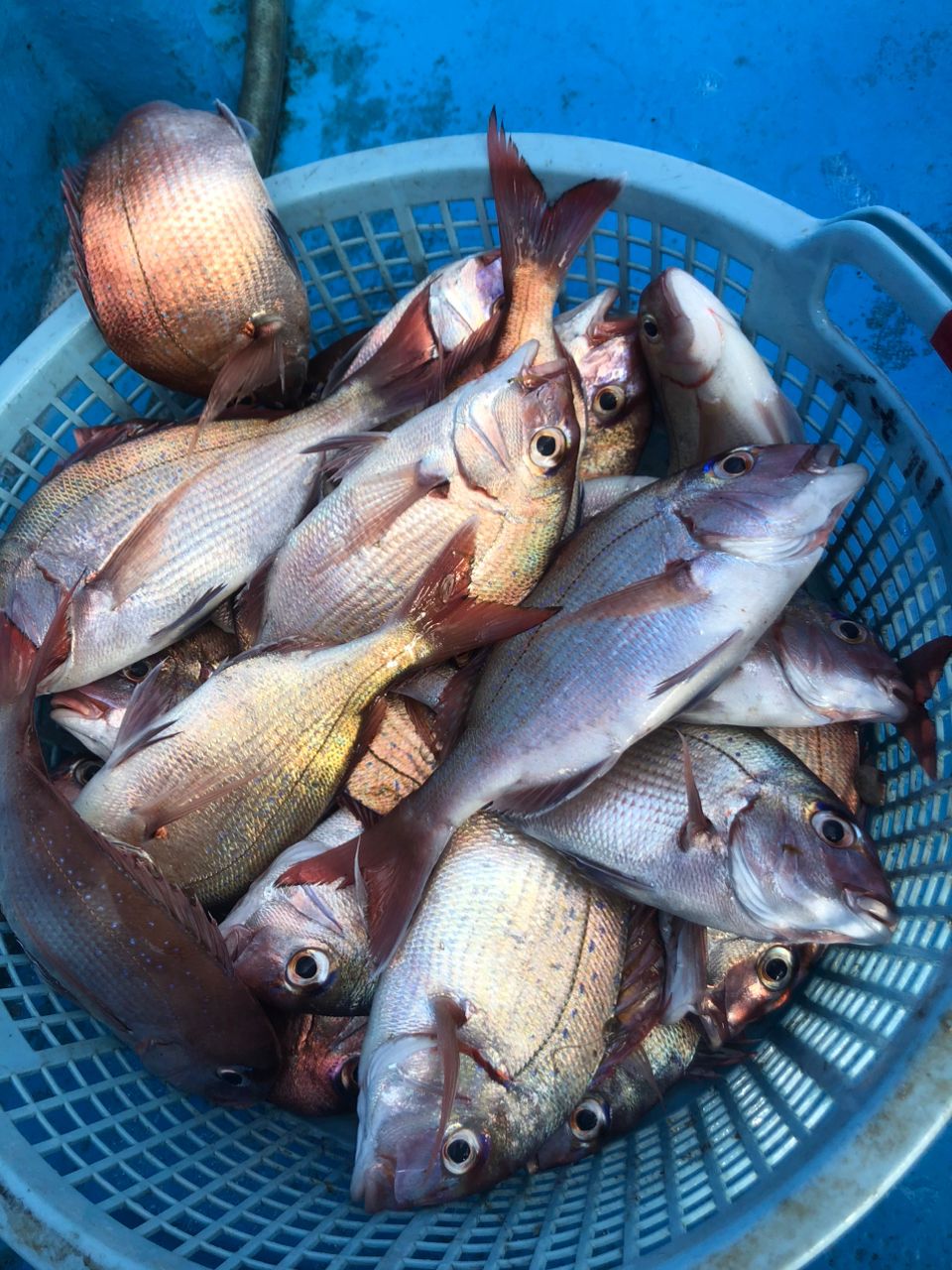 へなちょこ　釣り師さんの釣果 2枚目の画像