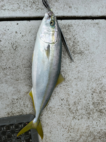 ハマチの釣果