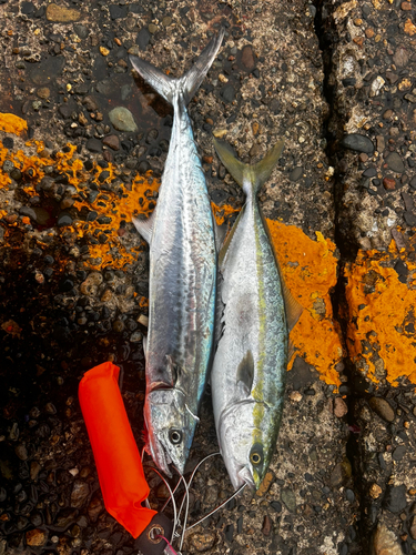 イナダの釣果