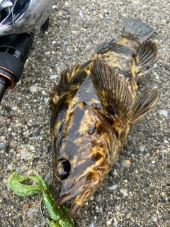 タケノコメバルの釣果