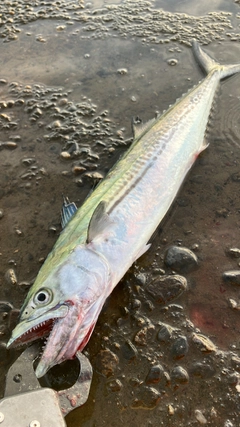 サゴシの釣果