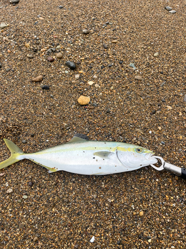 ハマチの釣果