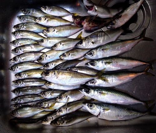 アジの釣果