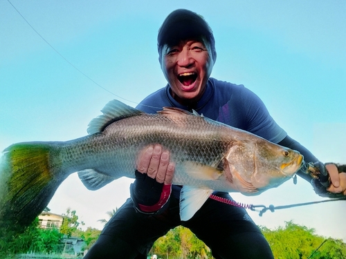 バラマンディの釣果