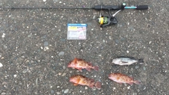 カサゴの釣果