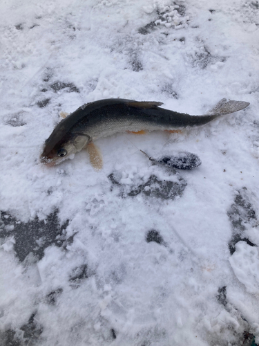 ウグイの釣果