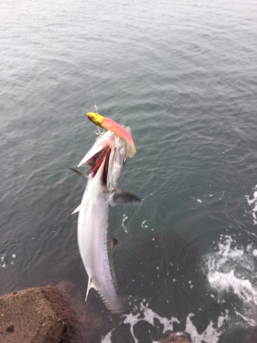 サゴシの釣果