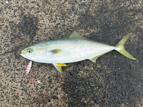 ヤズの釣果