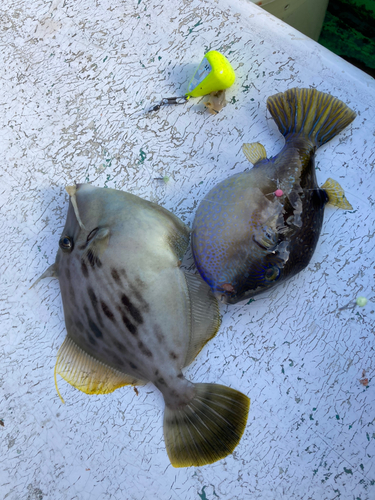 カワハギの釣果