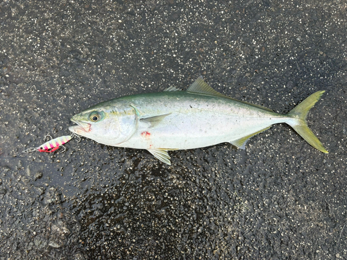 ヤズの釣果