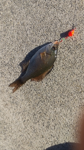 ウミタナゴの釣果