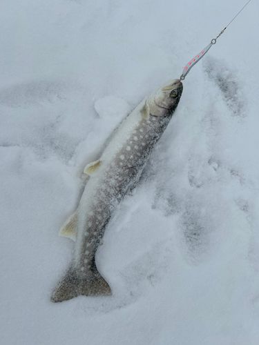 アメマスの釣果