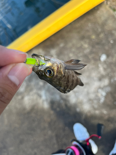 メバルの釣果