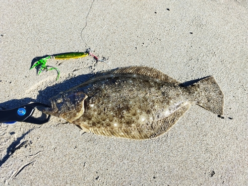 ヒラメの釣果